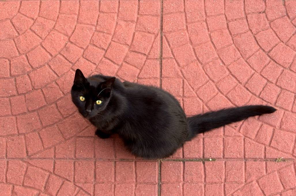 Bisogna salvare i gatti neri 
dalla strage di Halloween