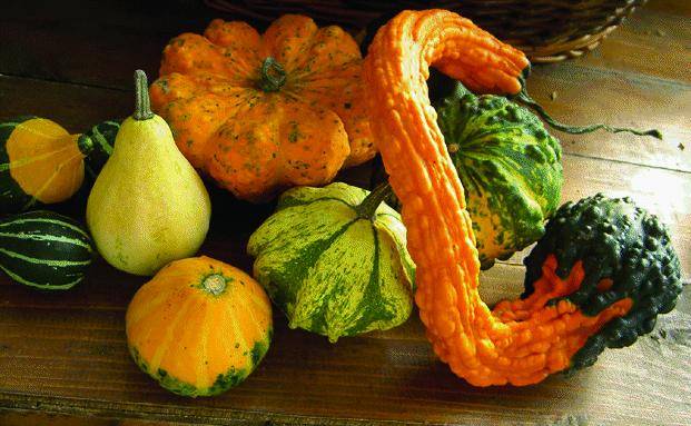 Murta scopre la faccia nascosta della zucca