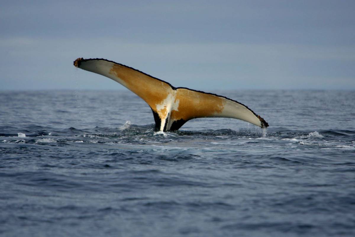 Il canto delle balene? È in dialetto