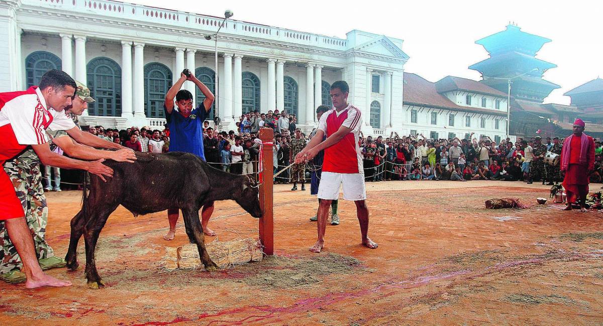 Una strage di 500mila animali per celebrare la festa hindu