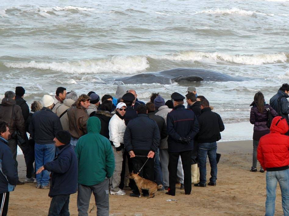 Puglia, capodogli spiaggiati: 7 morti