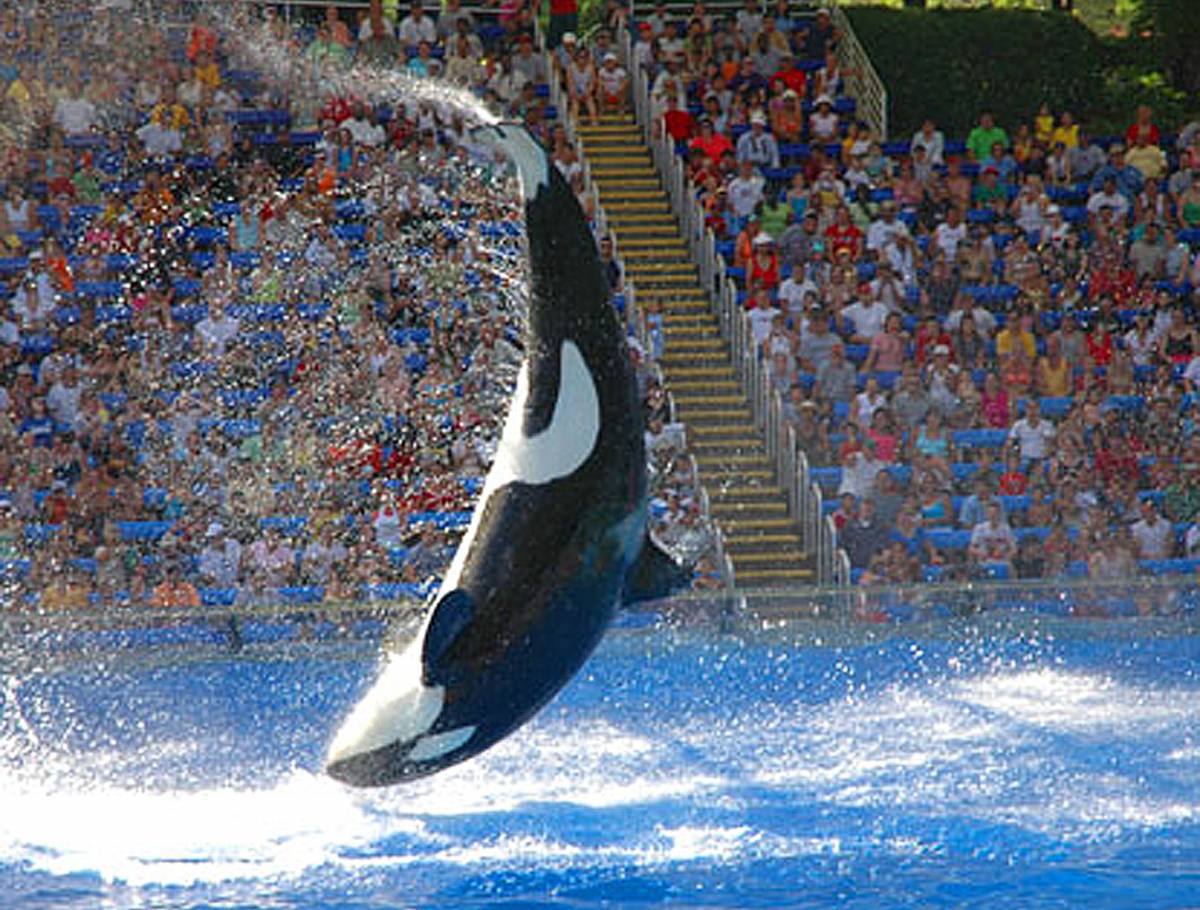 Orlando, parco acquatico 
Orca uccide addestratrice 
Tragedia con il pubblico