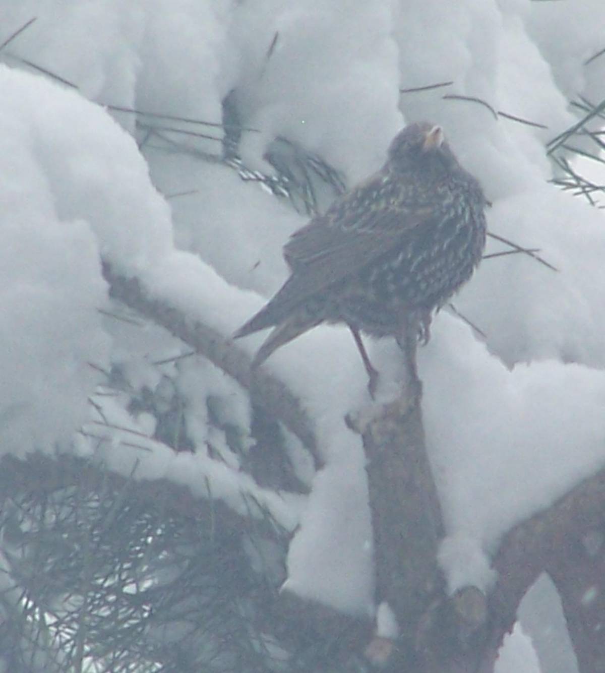Uccelli sotto la neve: l’Enpa lancia l’appello per il cibo