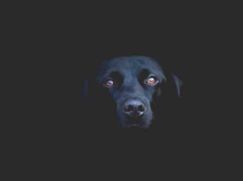 Il cane abbaia di notte, per i cittadini di Pregana è un fantasma: sì alla seduta spiritica
