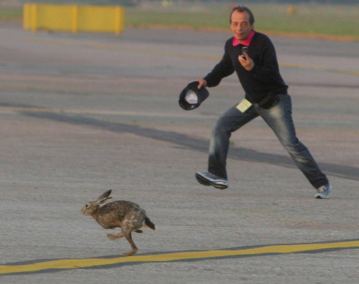 Quell’animale che corre come un razzo a 70 all’ora