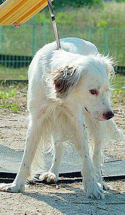 Il cane ha fame, il padrone «scappa»