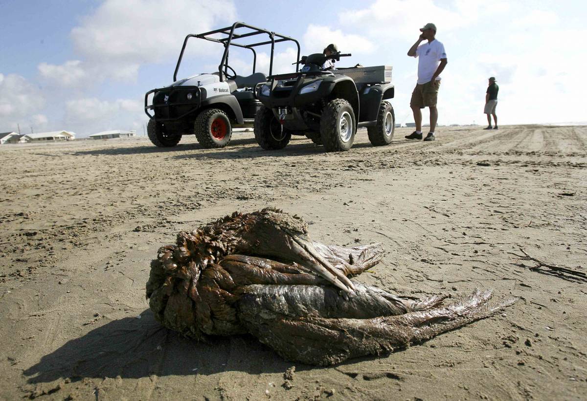 Marea nera, Obama frena: 
"Solo trivellazioni sicure" 
A riva carcasse di animali