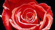 Sbocciano le rose, nascono sciroppi e marmellate