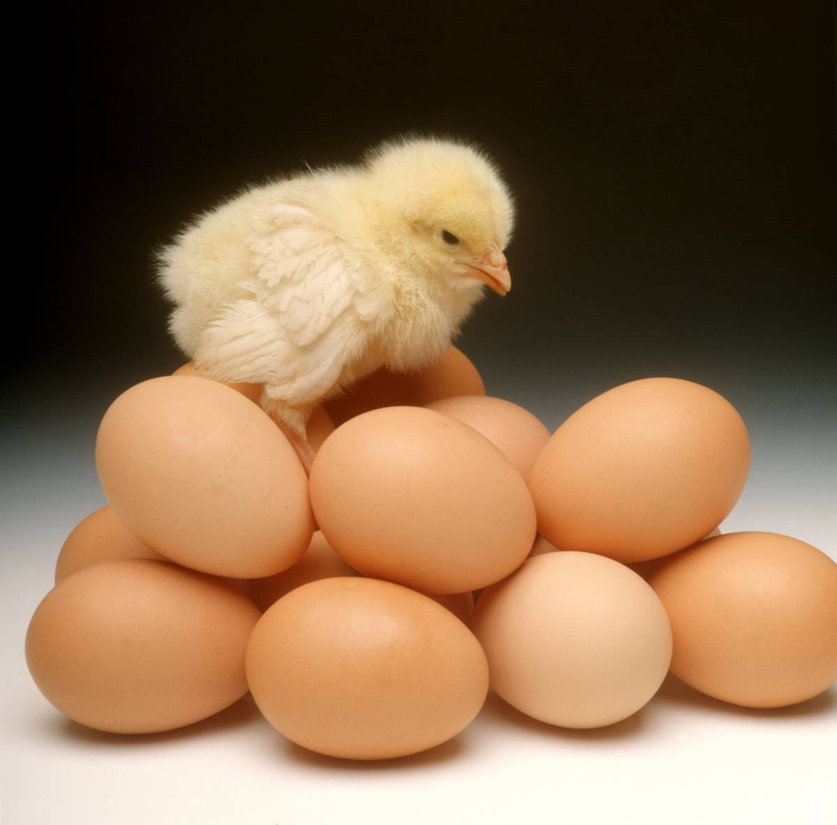 Ma quale uovo, è nata prima la gallina