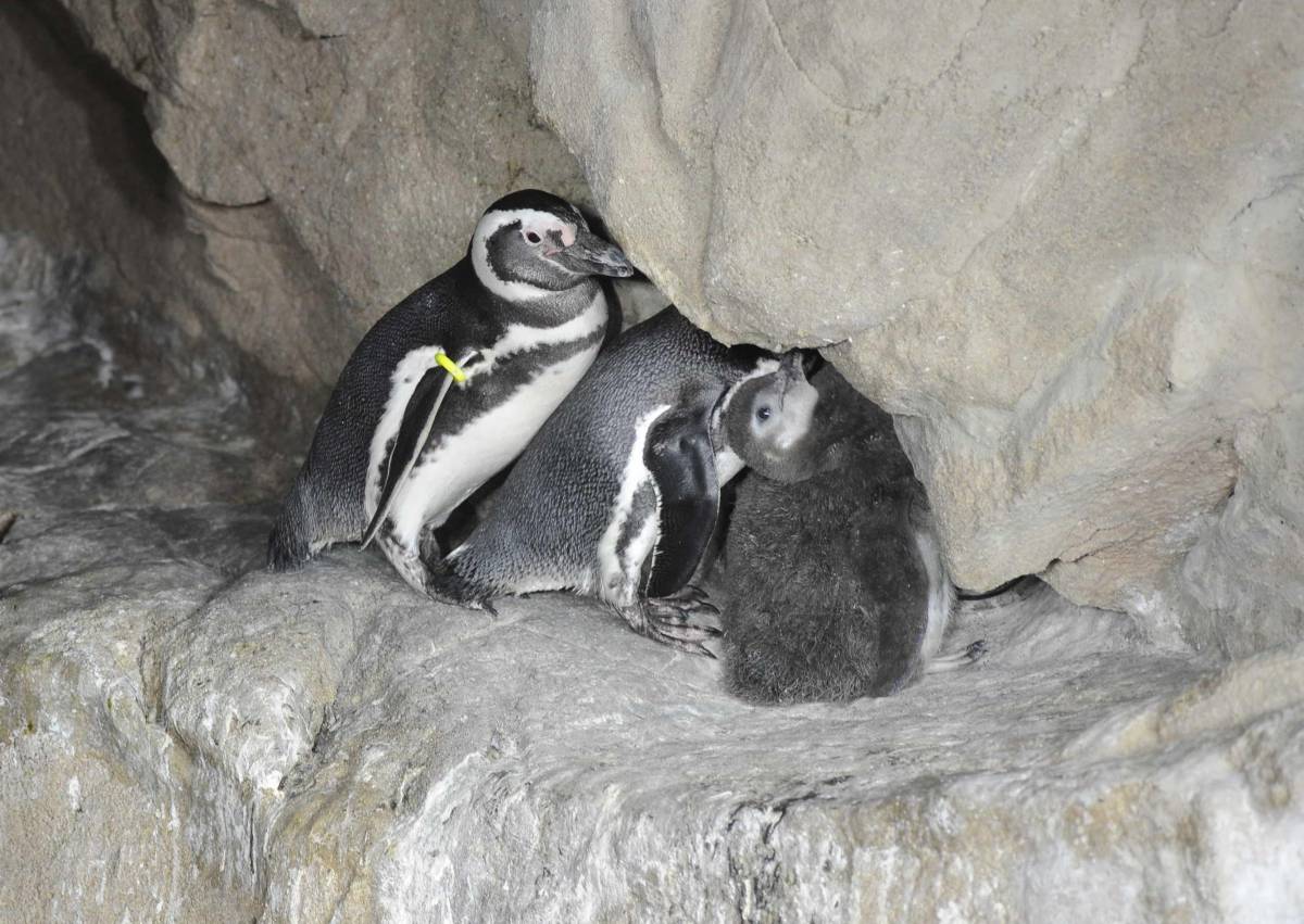 Il piccolo pinguino si concede al fotografo