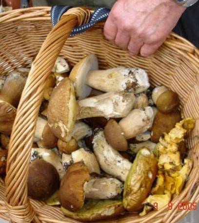 Parte la stagione dei funghi: le regole per coglierli senza multe