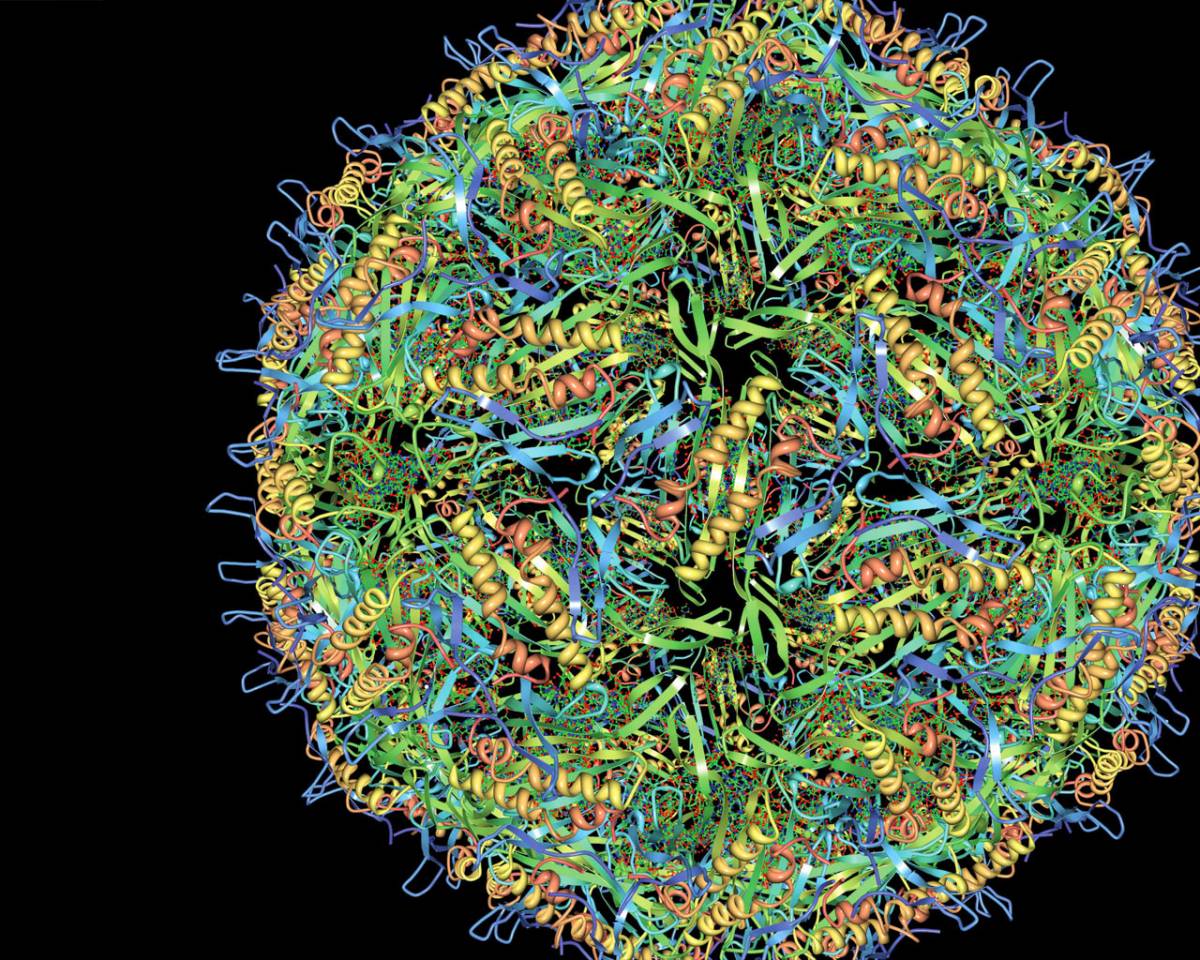 Identificata una proteina: 
riesce a distruggere l'Hiv,  
è nascosta in una scimmia