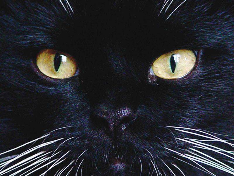 Gatto nero, nasce il movimento che lo tutela
