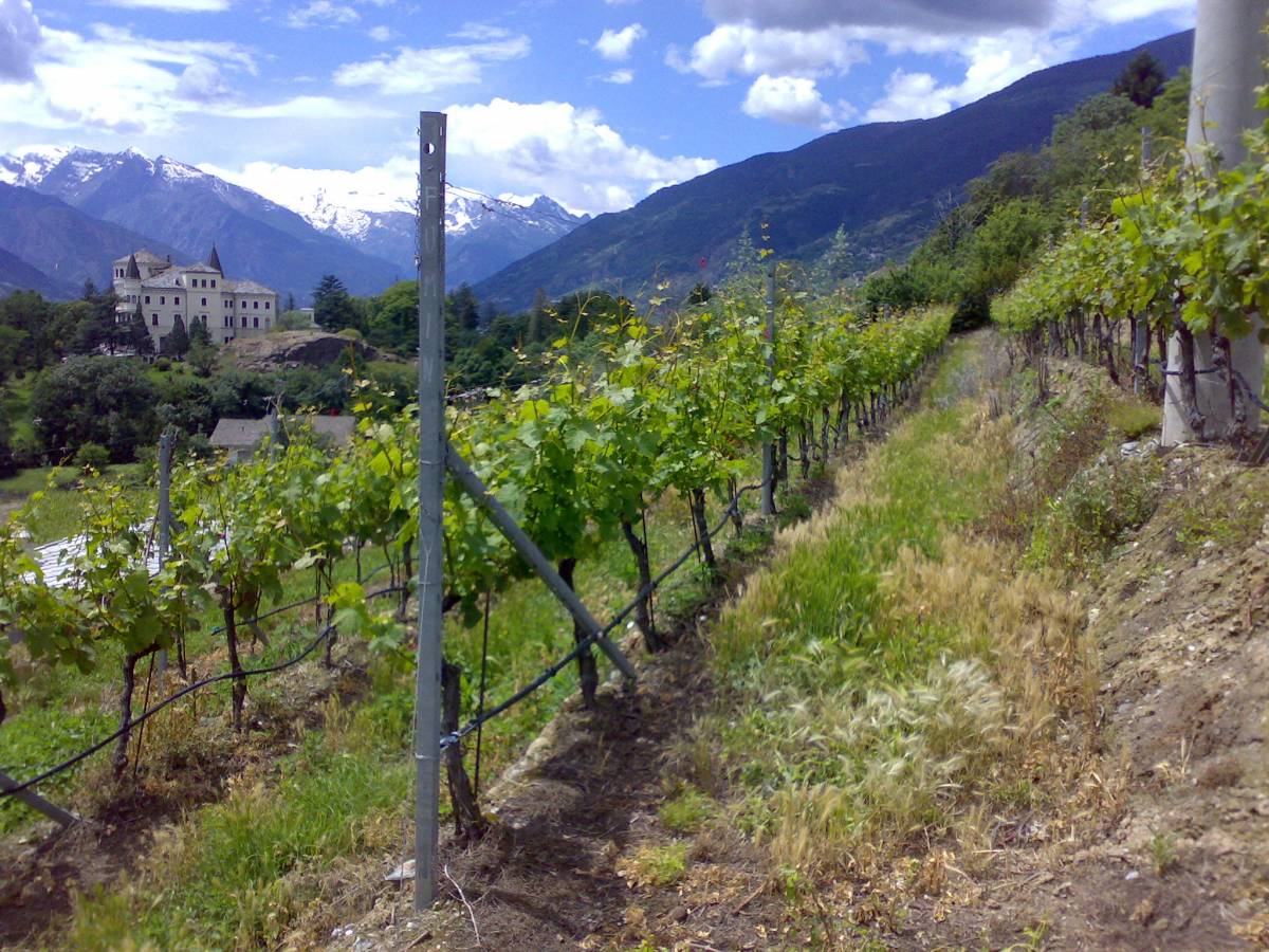 Tra uva e vino sostenibilità al centro: 
il progetto Magis fa sistema (e scuola)