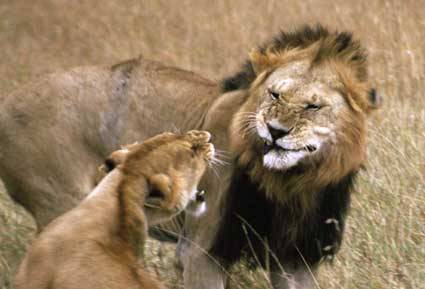 Cacciare i leoni  d'allevamento? È roba da conigli