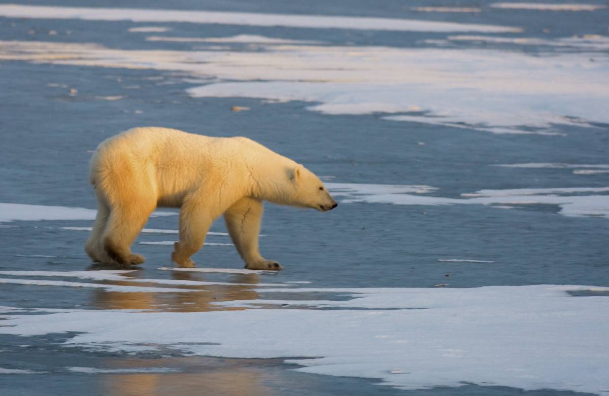 Allarme UE, fallita salvaguardia biodiversità