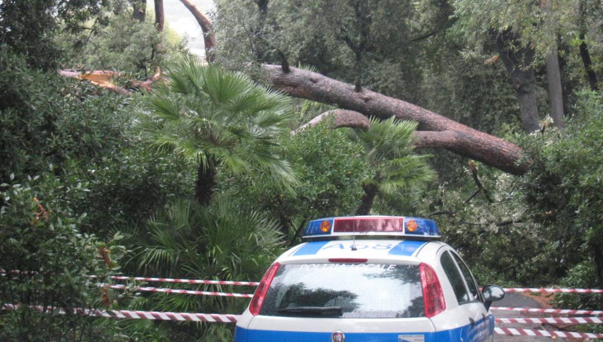 Albero si schianta sulla strada e uccide poliziotta