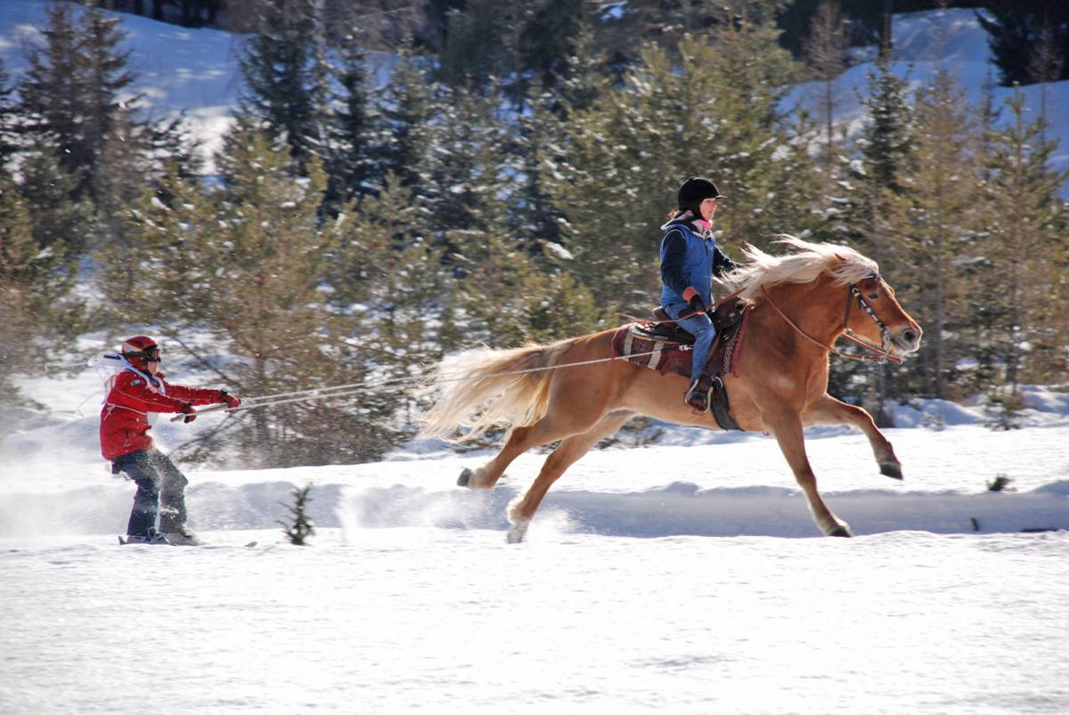 Conosciamo l’Haflinger, il cavallino  
dalla folta e bianchissima criniera