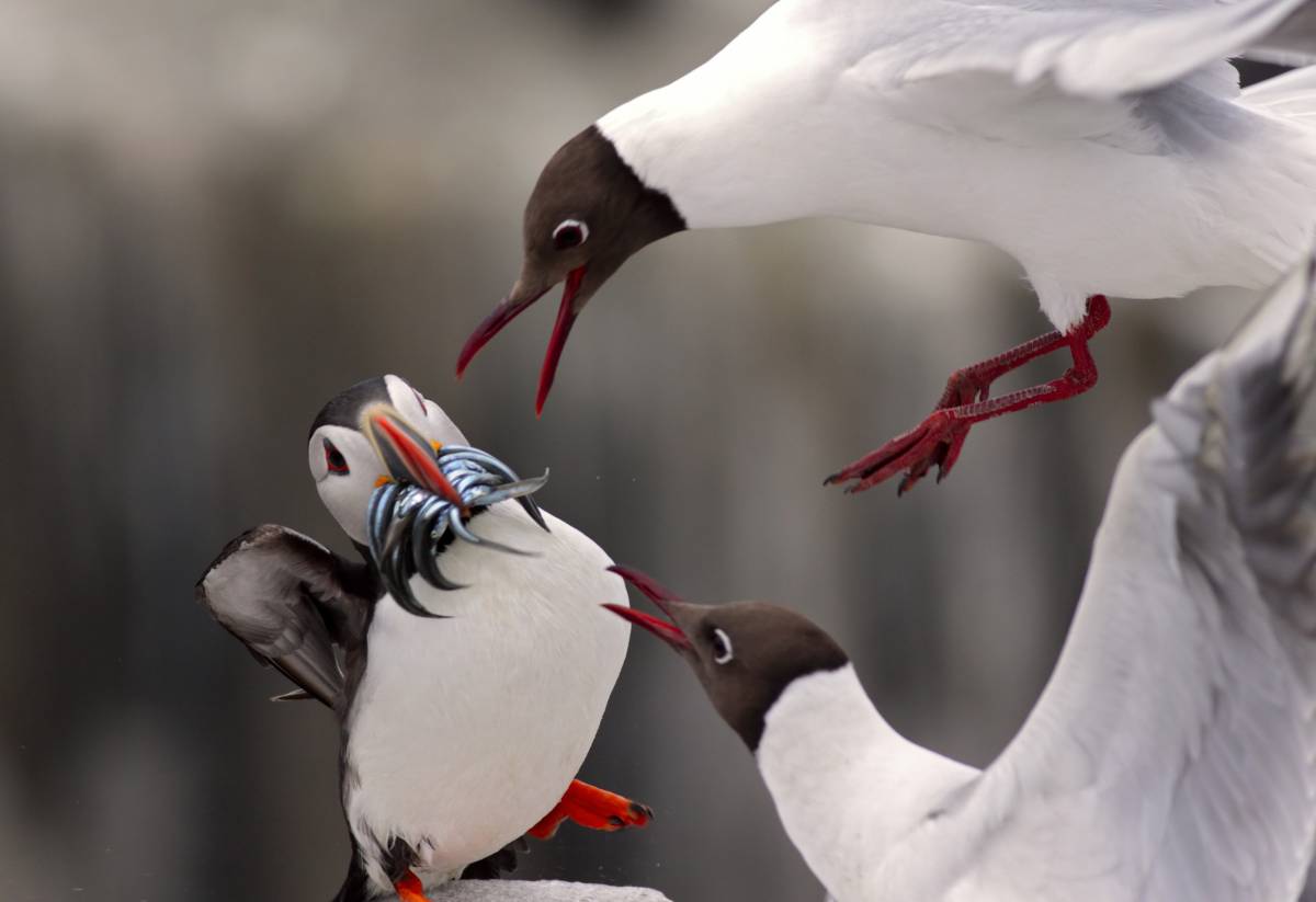 La fotografia naturalistica 
in mostra al Forte di Bard