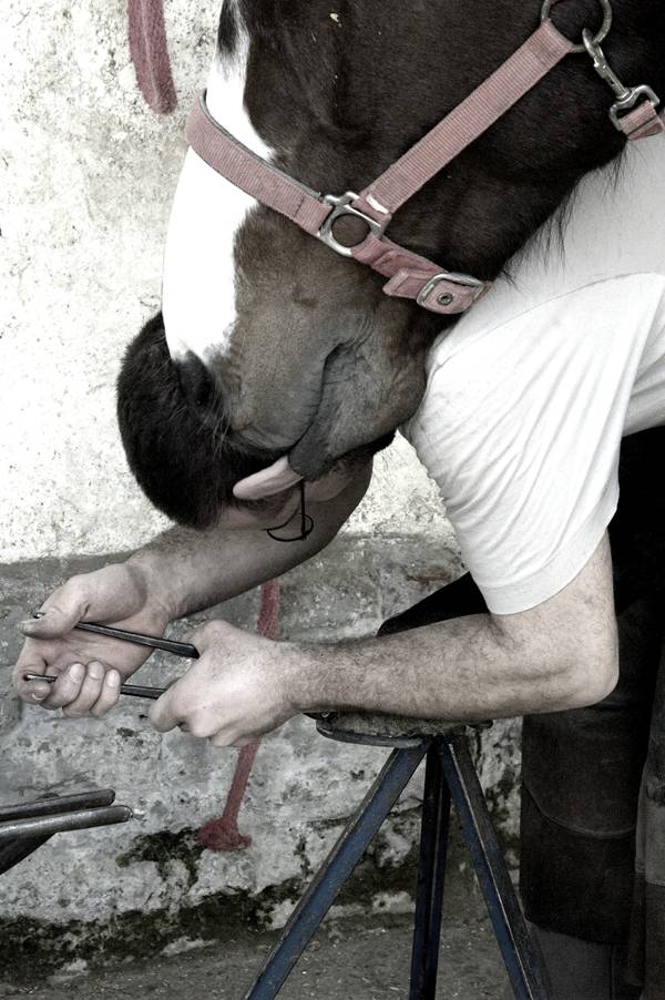 Uomo e cavallo amici