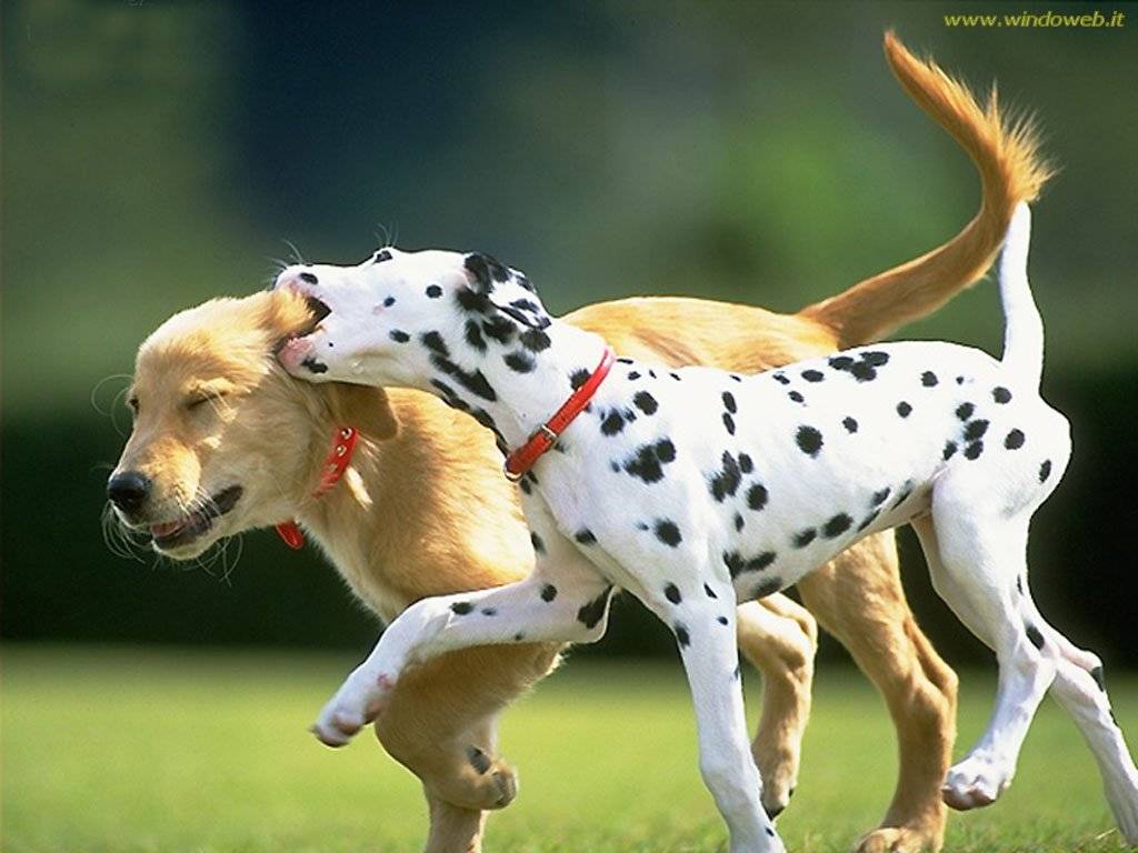 Il cane non fa dormire?  
I proprietari in galera