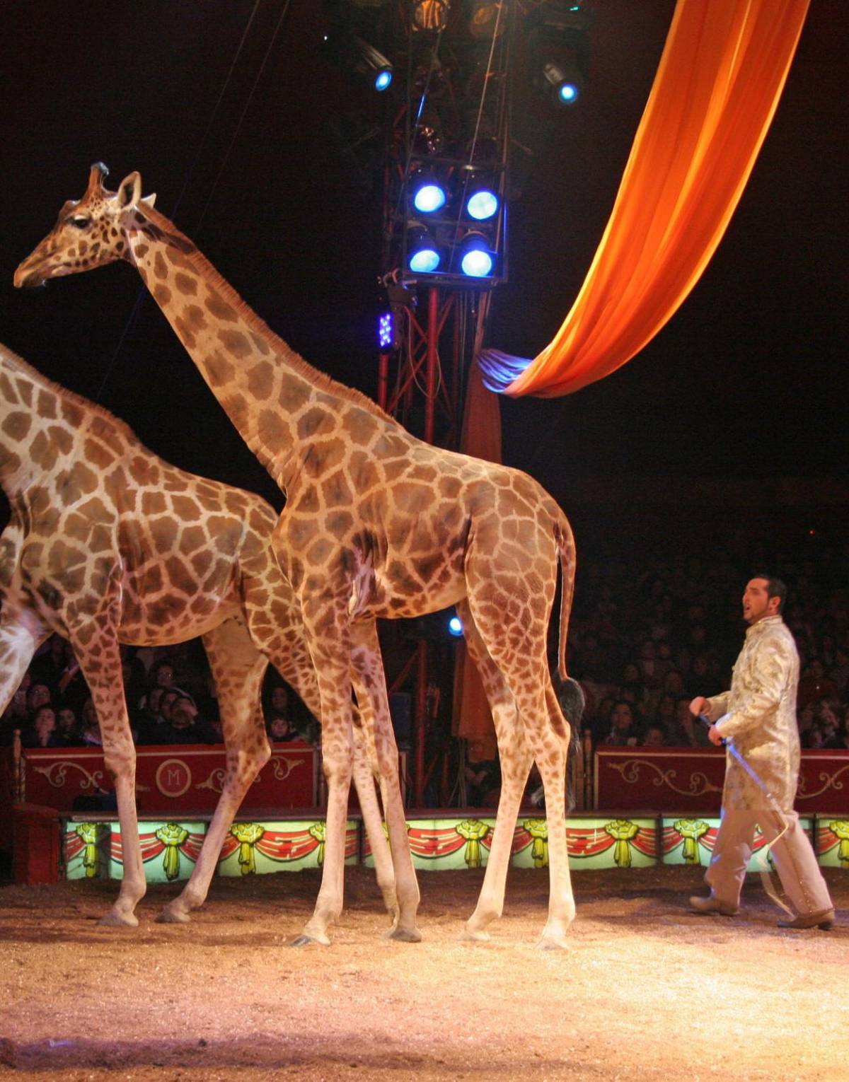 L’uomo che bacia i leoni e molto di più: al circo Medrano due ore di adrenalina