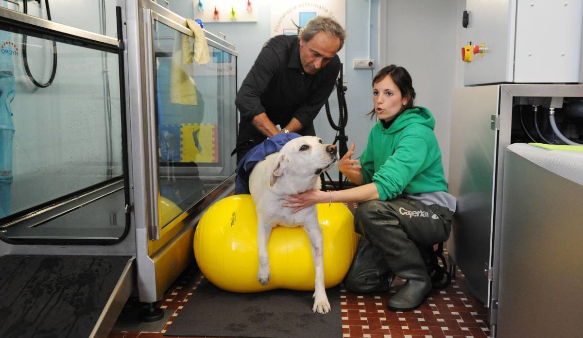 Cani e gatti sul tapis roulant per ritrovare la forma perduta