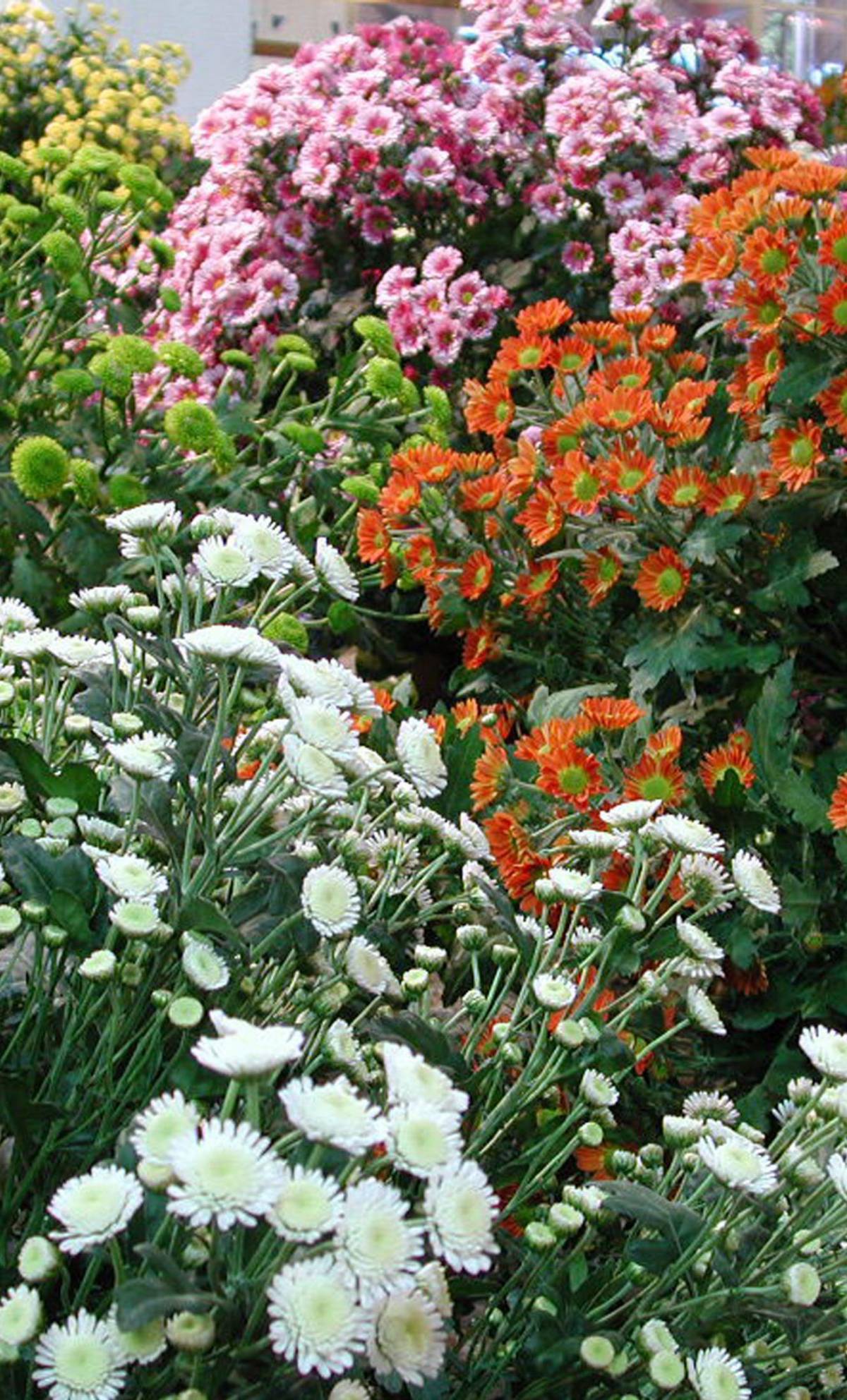 Euroflora Liguria in vetrina con fiori, piante e focaccia