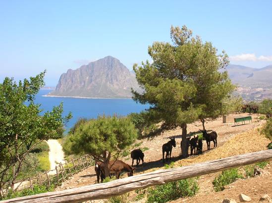 L’asino di Pantelleria