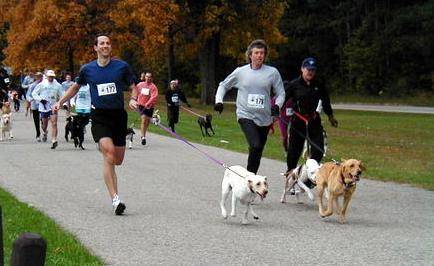 Leishmaniosi, un vademecum per salvare Fido dalle punture