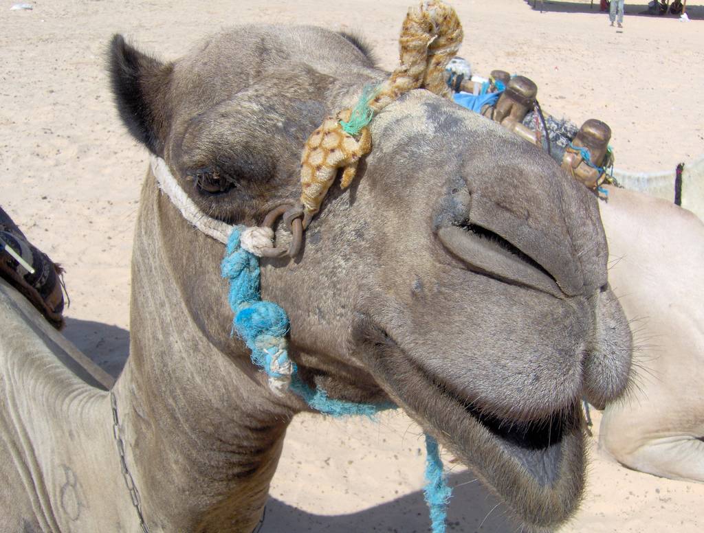 Le follie dell'ecologia: 
abbattono i cammelli 
per ridurre lo smog