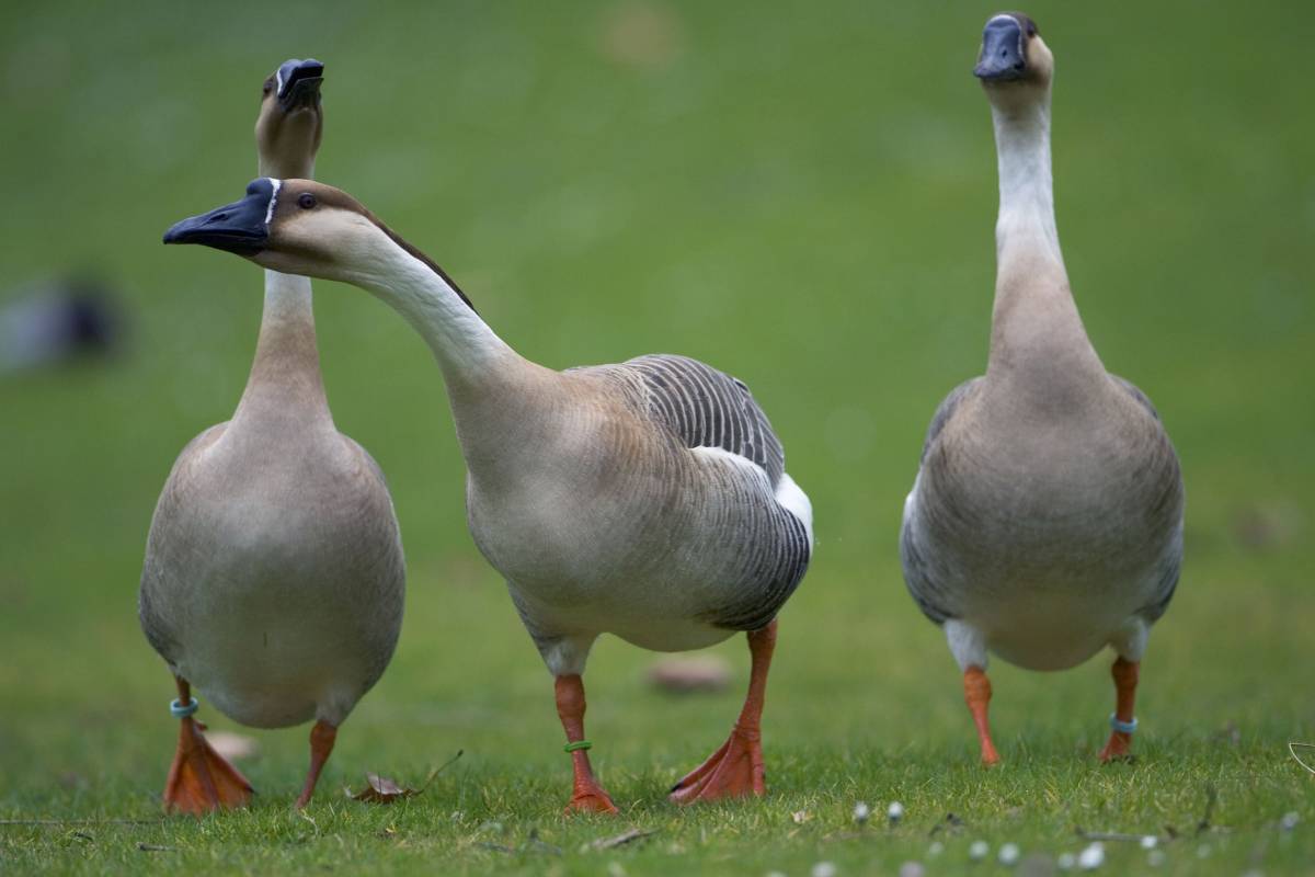 E in Europa scoppia  
la guerra del foie gras