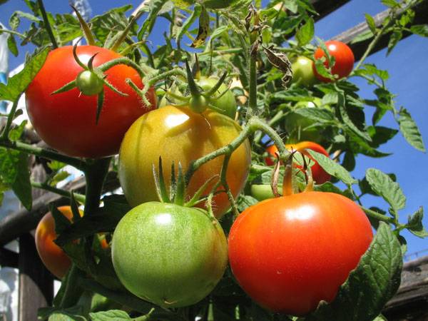 "Ora vi spiego perché 
mangiamo i pesticidi"