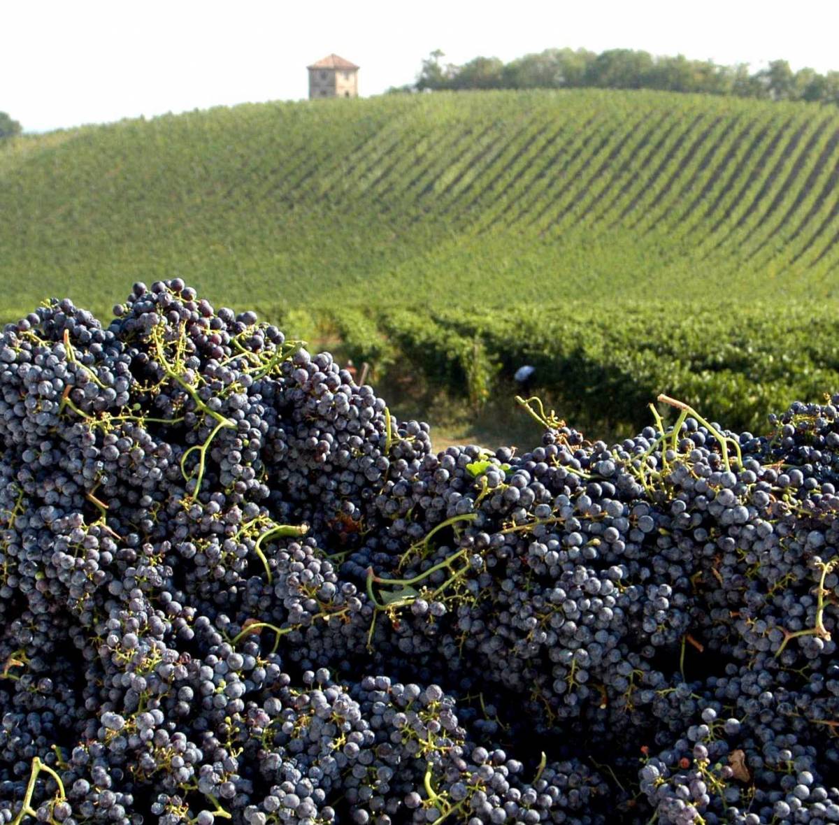 Vermentino, Pigato e Rossese: nel 2011 una vendemmia doc