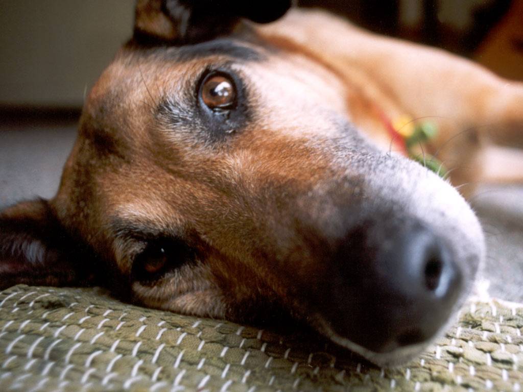 In vacanza con il cane a Ferragosto? Ecco le regole