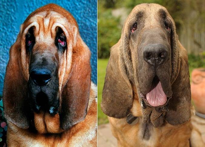 Se il chirurgo estetico si occupa anche di Fido 
Junior, il segugio con un lifting da 9mila euro 