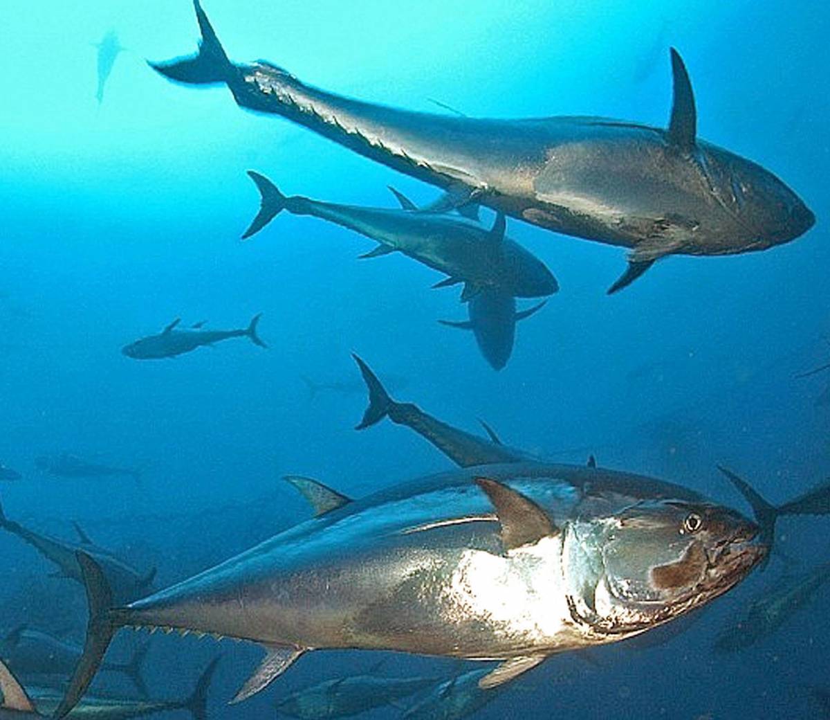 A Sestri Levante pescatori disperati: catturano tonni troppo grossi