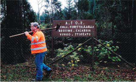 Quei forestali miracolati e pure assenteisti