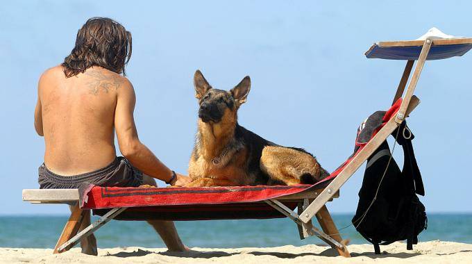 Che bello andare al cinema con il cane