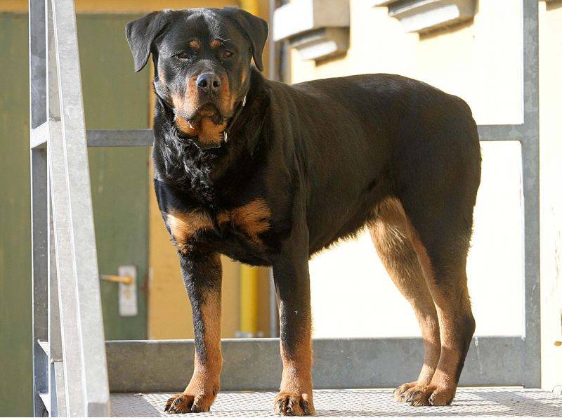 Dopo un litigio coniugale 
dà fuoco al rottweiler