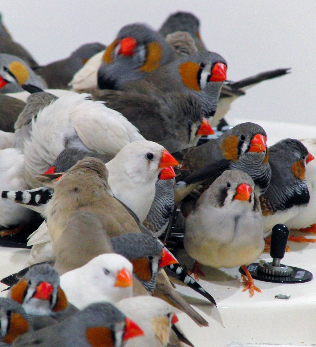 Gli uccellini suonano la chitarra ma per gli animalisti è una stecca