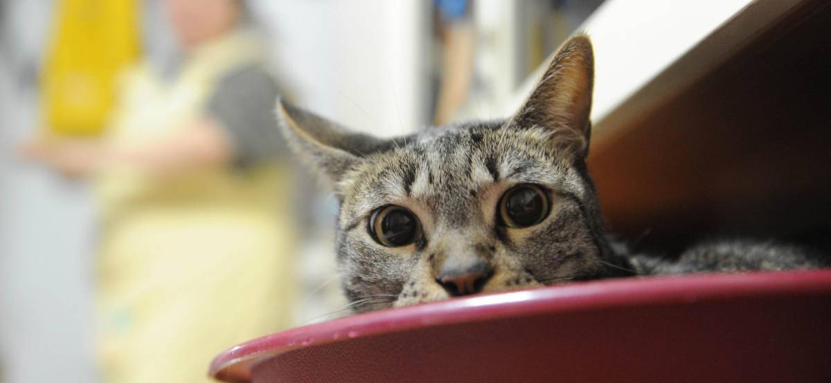 Anche i gatti si deprimono Colpa dei guai di famiglia