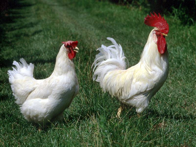 Le galline accendono  i toni in Regione