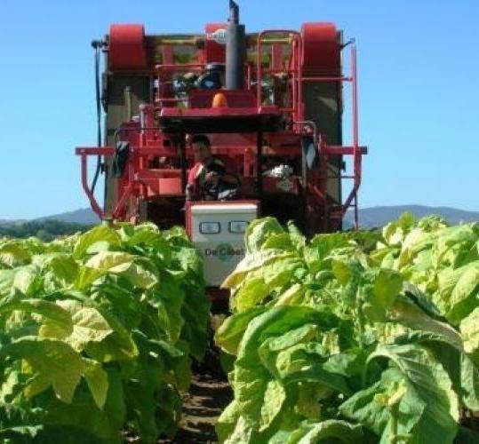 Siamo noi i migliori agricoltori Ma ora l’Ue ci boicotta il tabacco