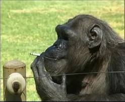 Morto Booie, lo scimpanzè che fumava e parlava a gesti