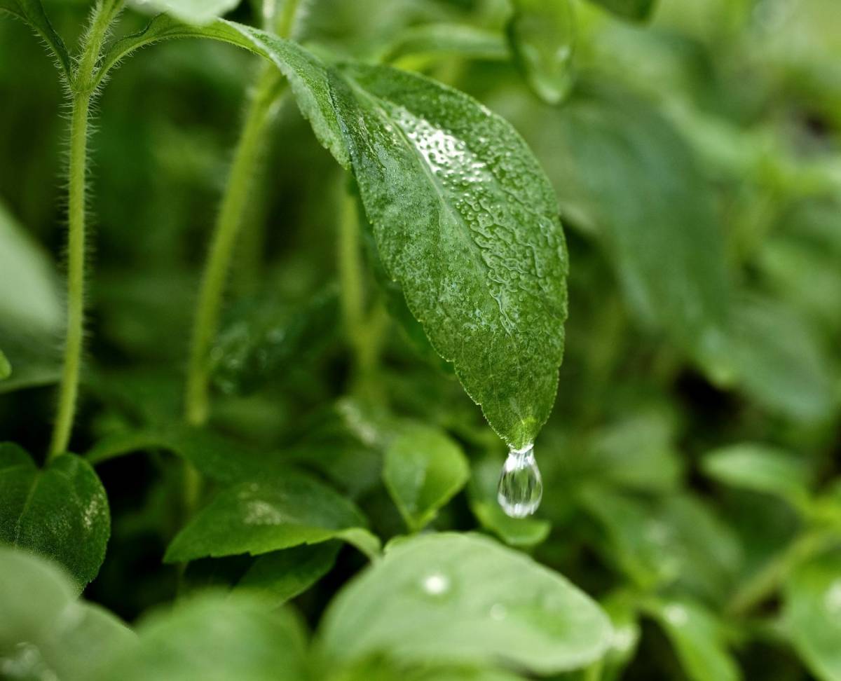 Dalla pianta della stevia  il dolcificante a zero calorie