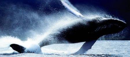 Proposta choc: la vita delle balene vada all’asta
