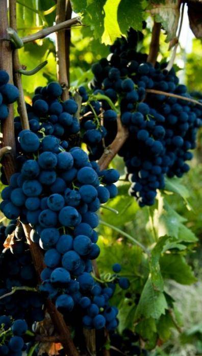 La strana vite di chi impara a potare le vigne