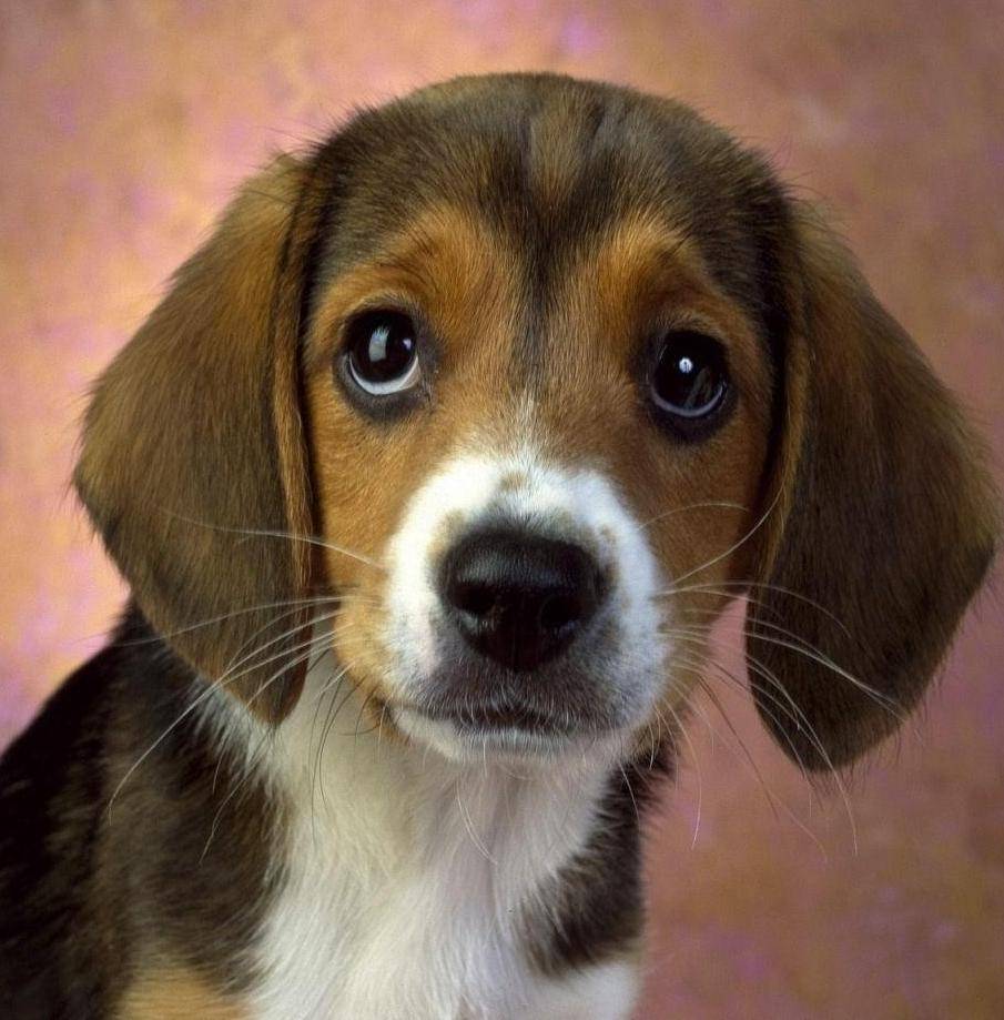 C’è la prova: i cani provano vero amore verso i padroni