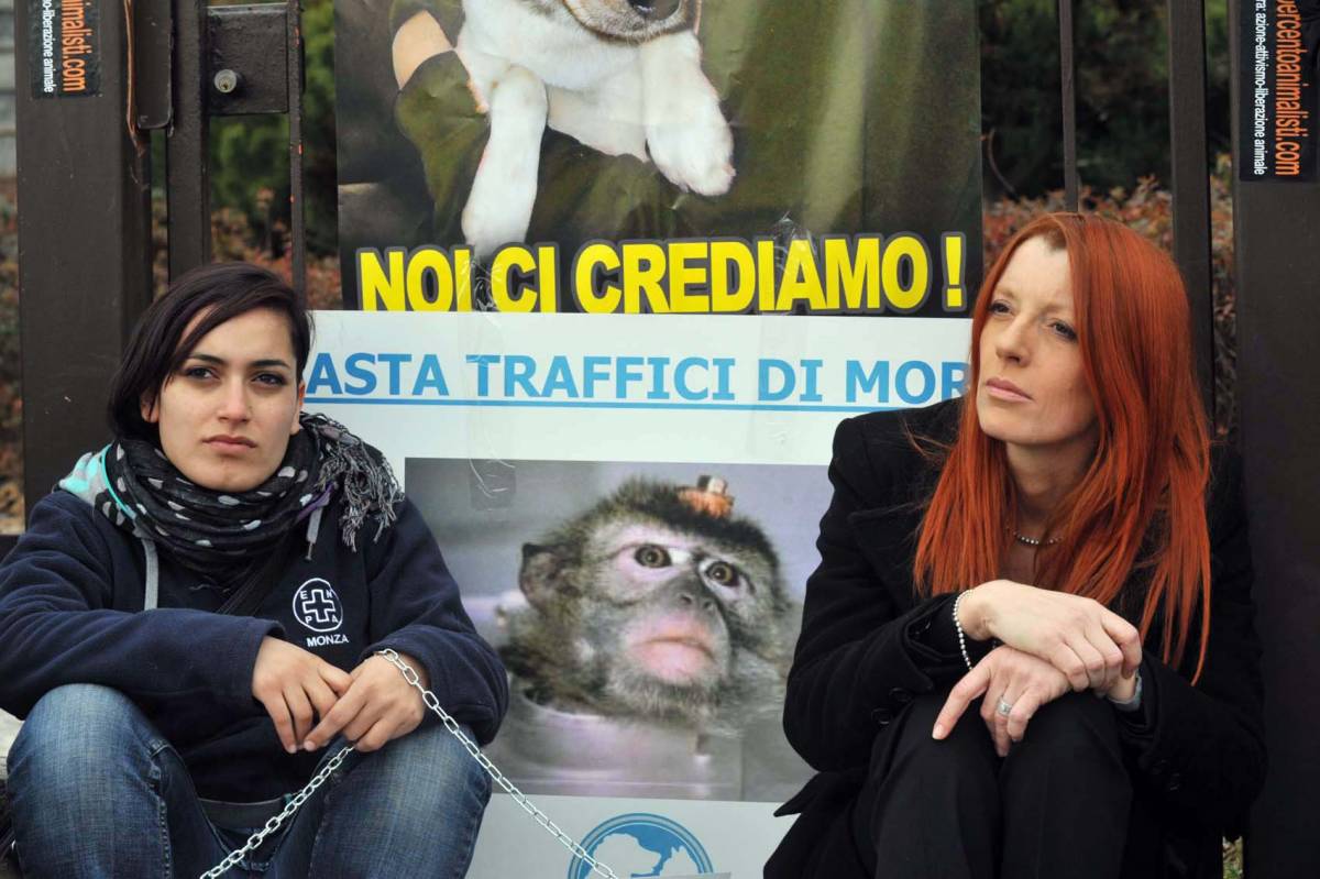 Continua la battaglia dei macachi Interrogazione della Brambilla sull'importazione di scimmie